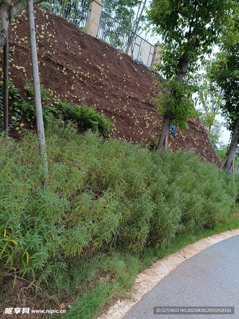 路边绿植与护坡景观