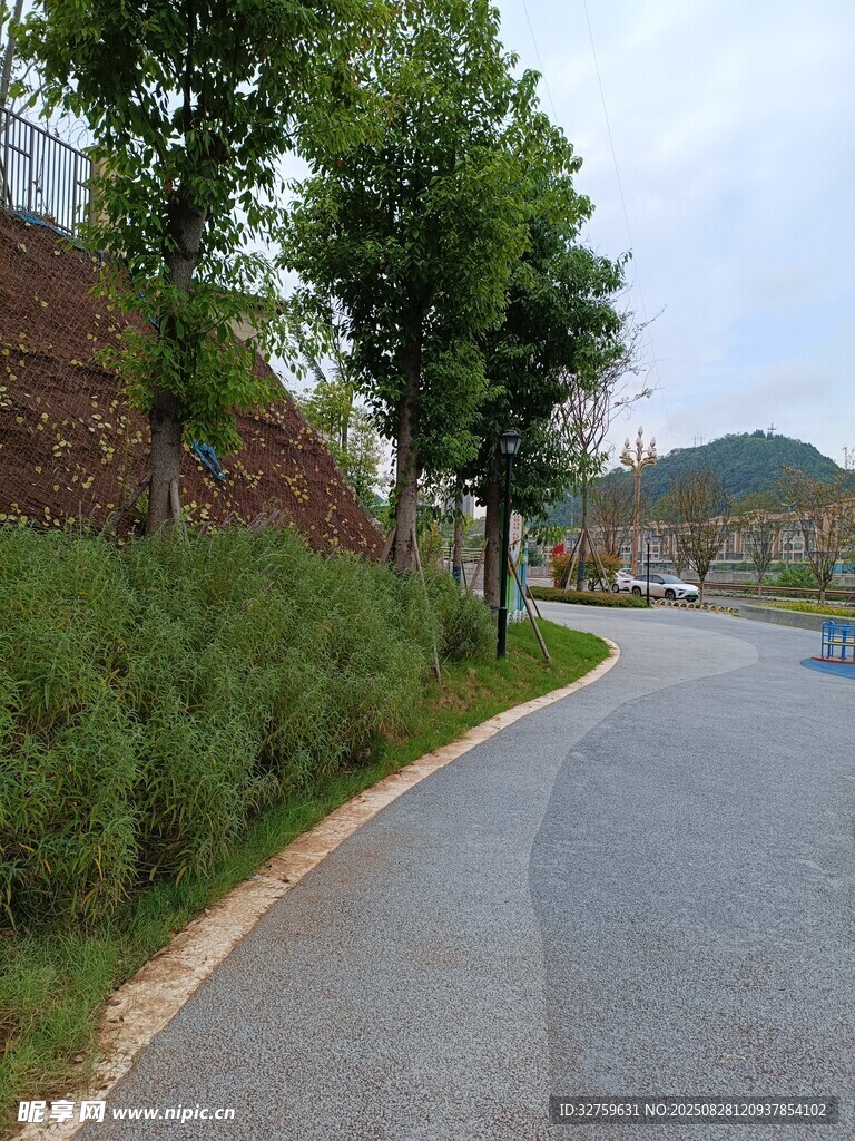 蜿蜒小路旁的绿植景观