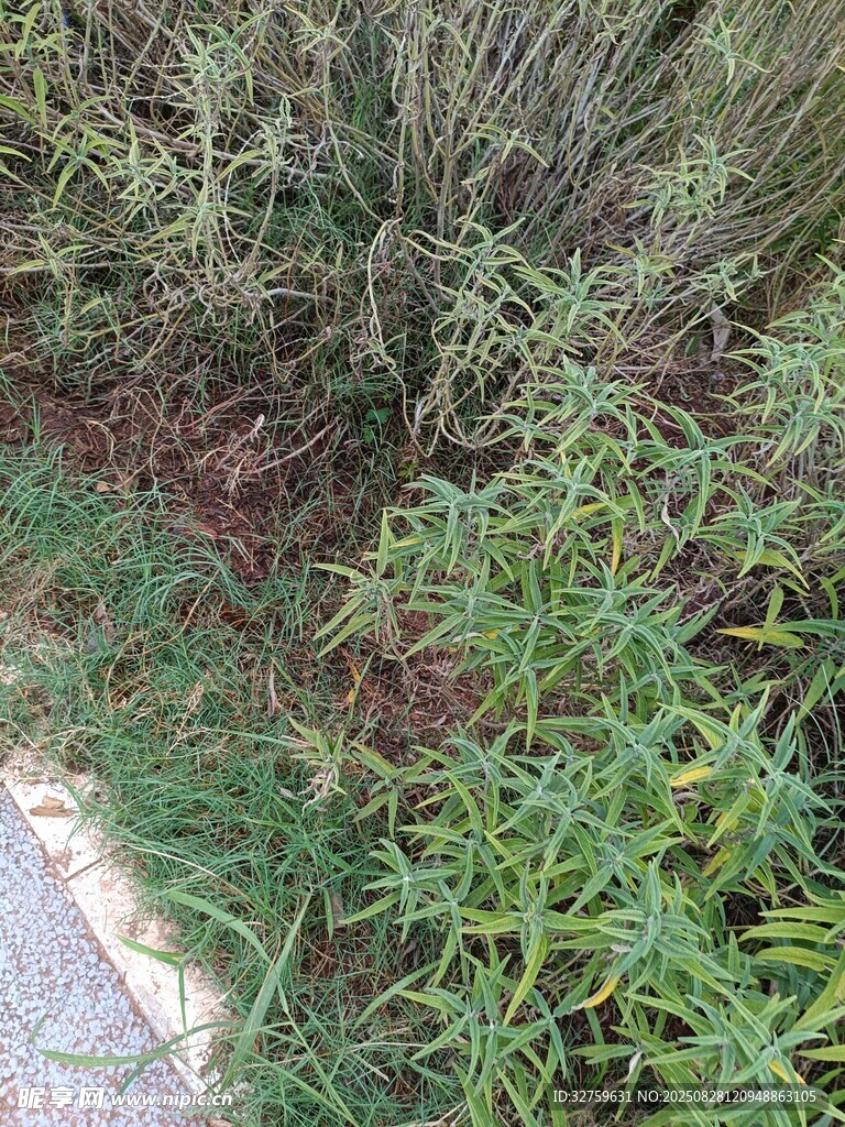 路边繁茂的绿色植物
