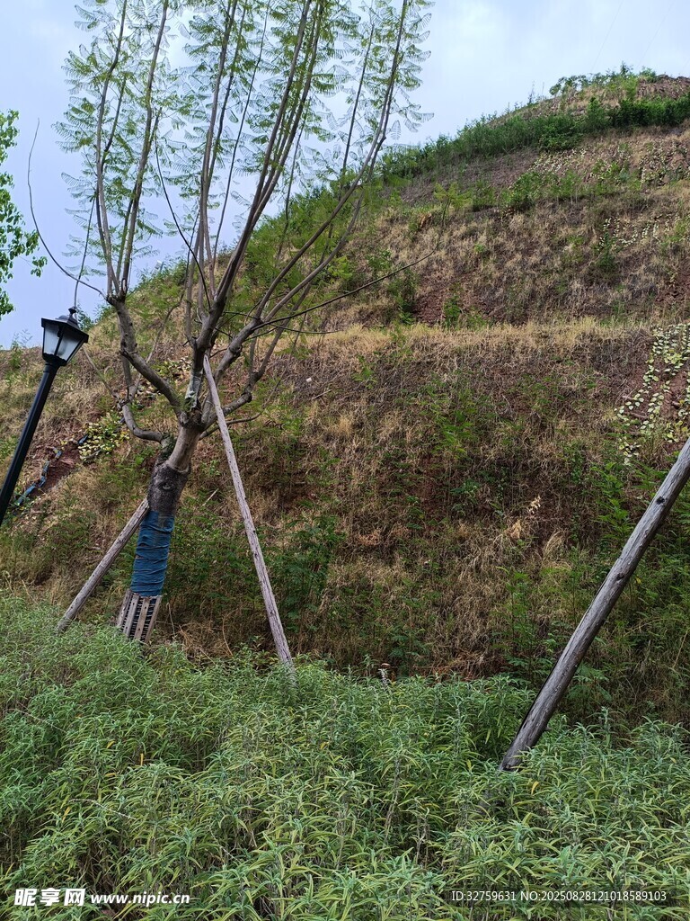 山坡上的树木与绿色植被