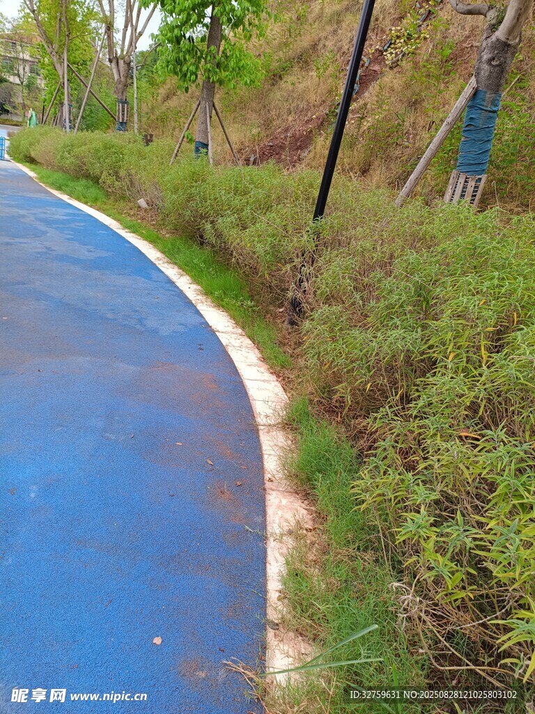 蓝色步道旁的绿植景观