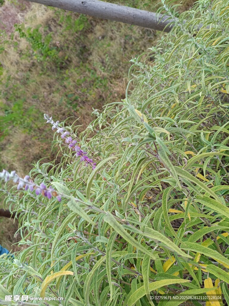 紫色小花的绿色植物