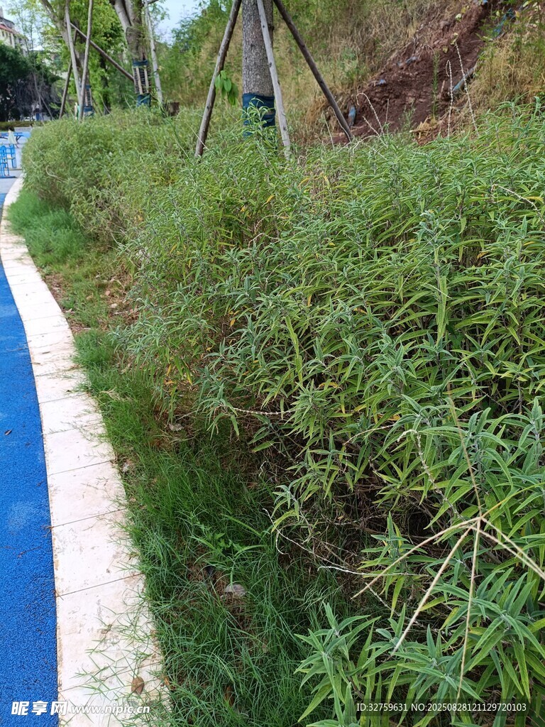 路边繁茂绿植景观