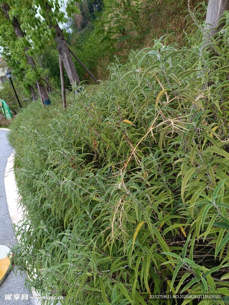 翠绿繁茂的户外植物景观