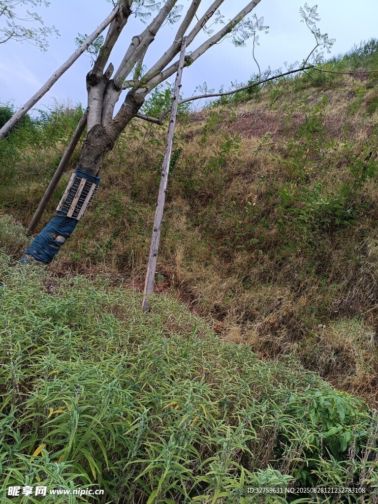 山坡上倾斜的树木与绿植