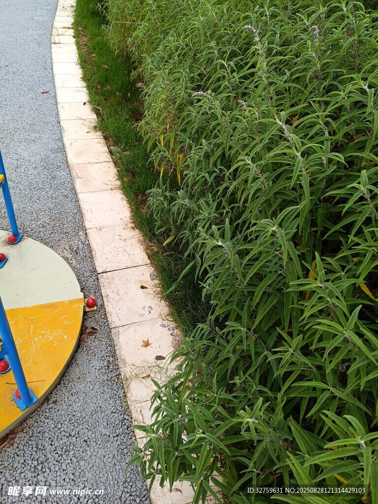 路边绿植与彩色地面景观
