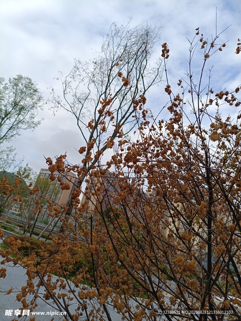 秋日湖边红叶树枝景致
