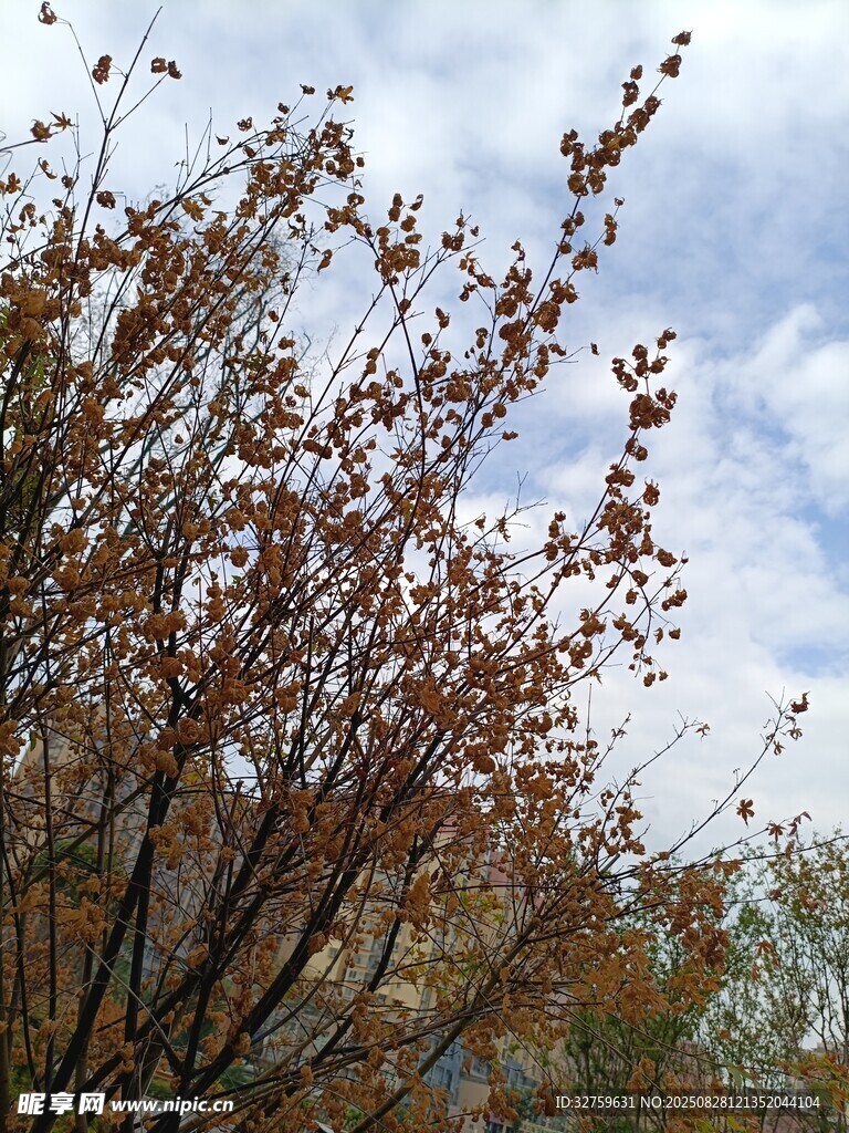 枝头秋叶伴蓝天白云