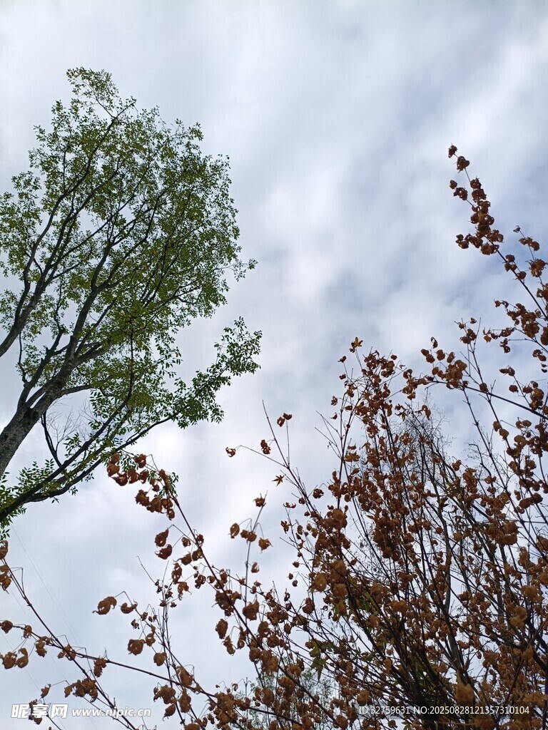 天空下的绿树与褐枝