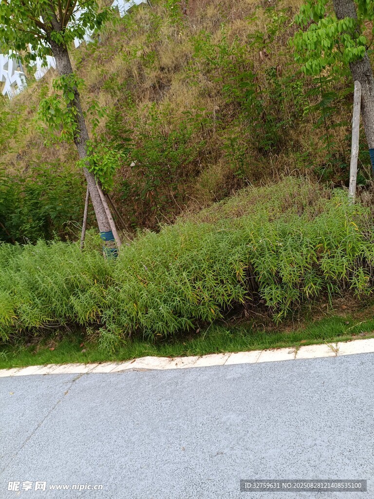 路边绿植景观