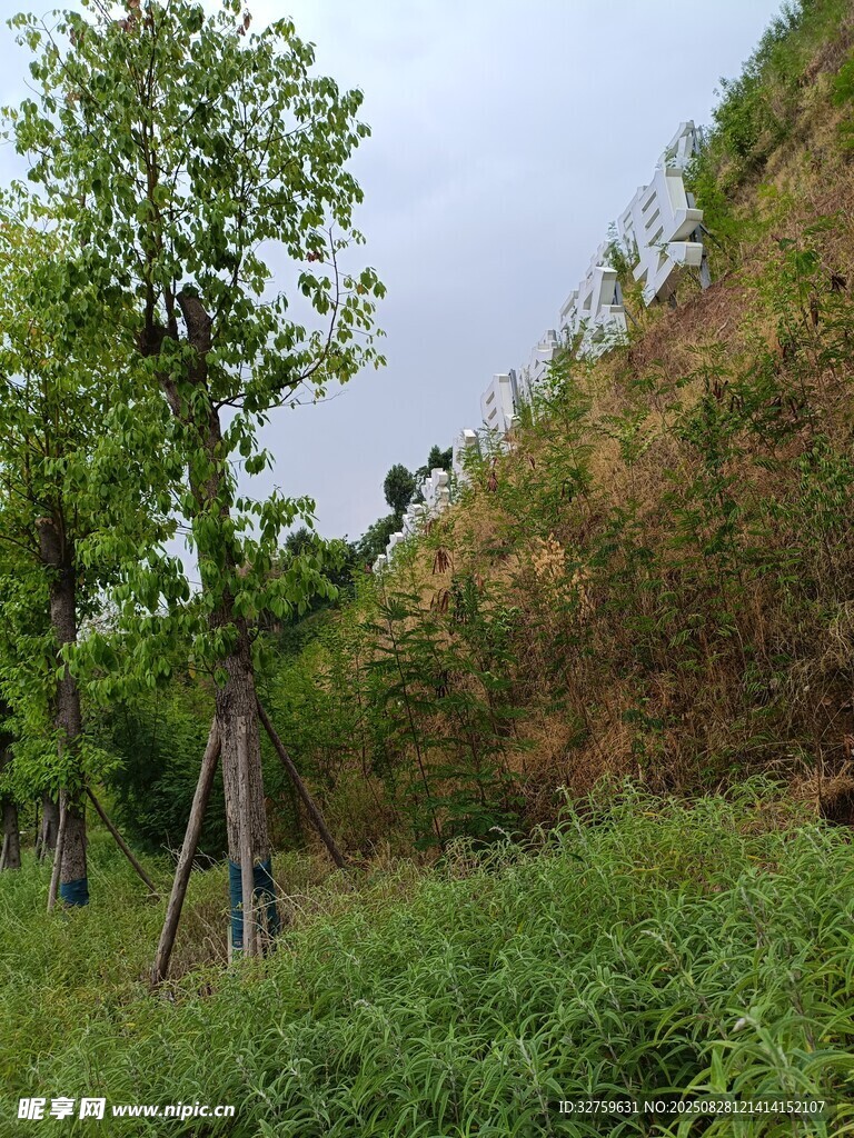 山坡绿树与繁茂植被景观