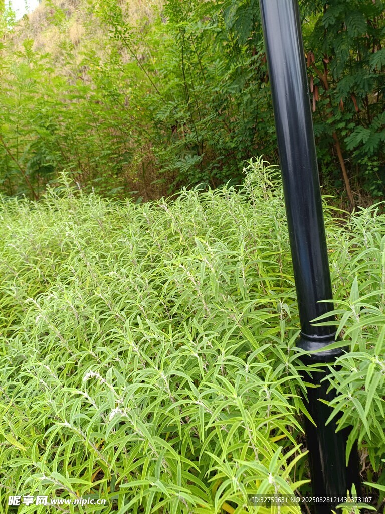 黑色管道旁的嫩绿植物