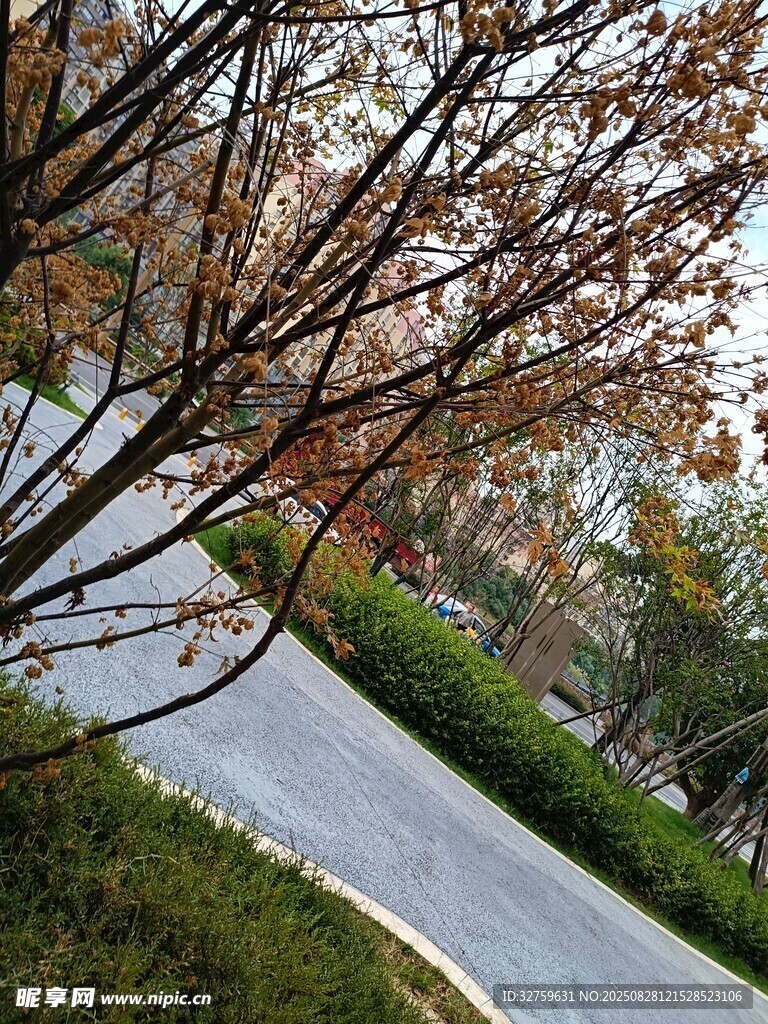 秋日林荫小道景致