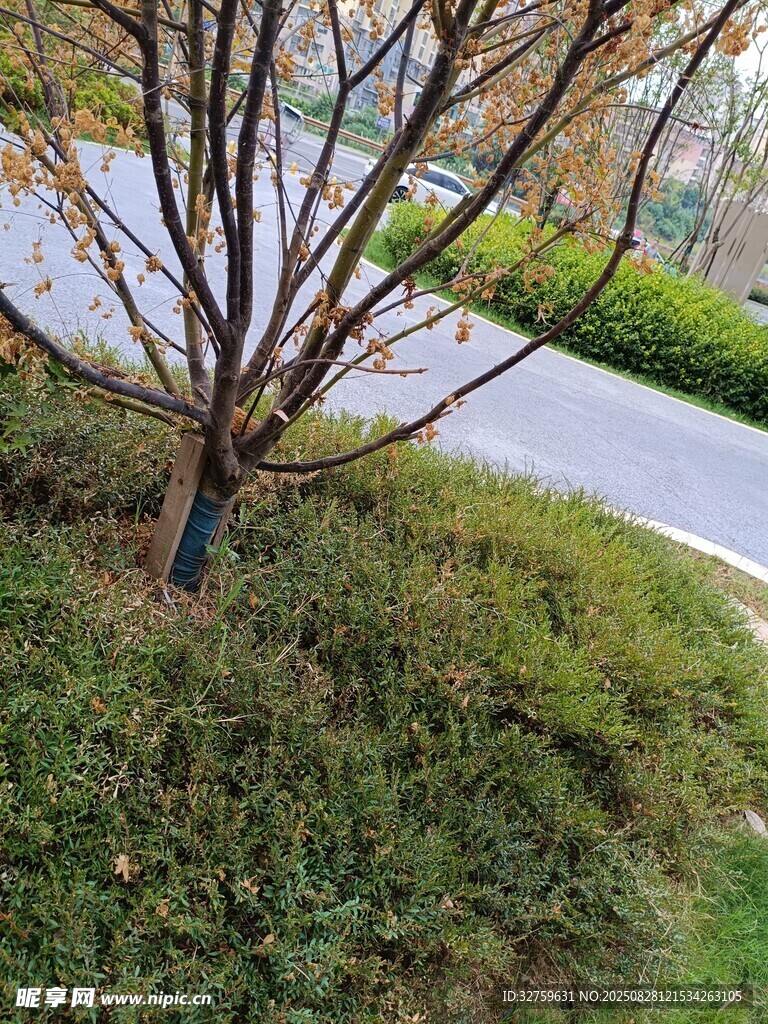 路边光秃树木与草地景观
