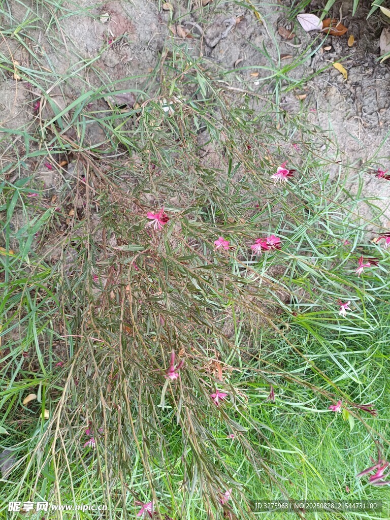 草丛中的粉色小花