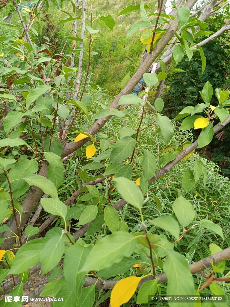 绿叶繁茂的植物景观