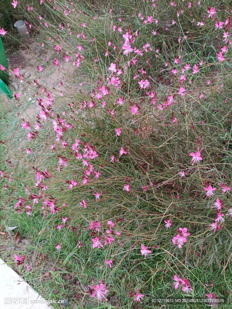 粉色小花绽放于草丛中