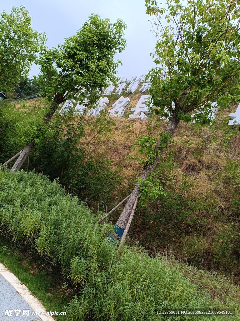 路边绿意盎然的绿植景观