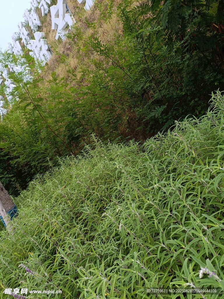 茂密绿植景观