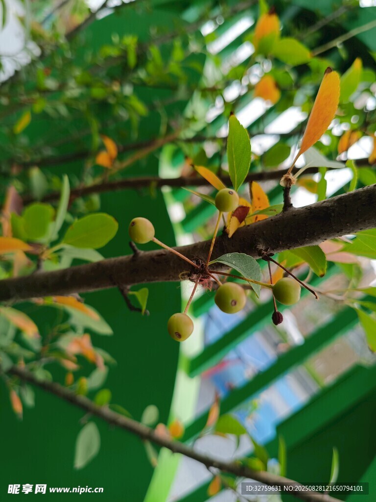 翠绿树枝上的多彩叶片