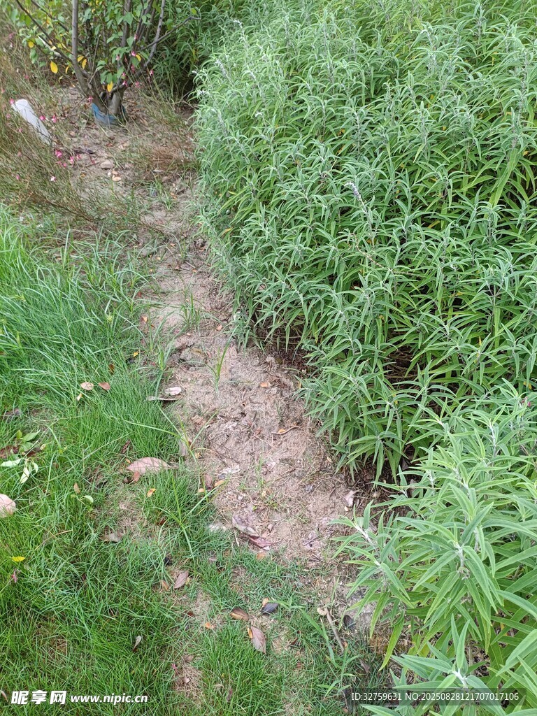 野外绿植丛生的小径