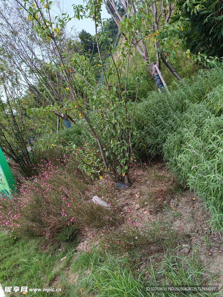 户外绿植丛生的自然场景