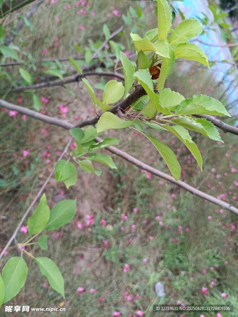 枝头嫩叶