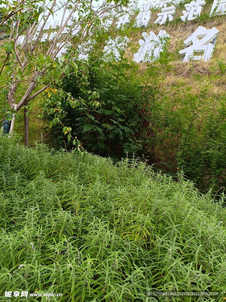 绿意盎然的户外草地景观