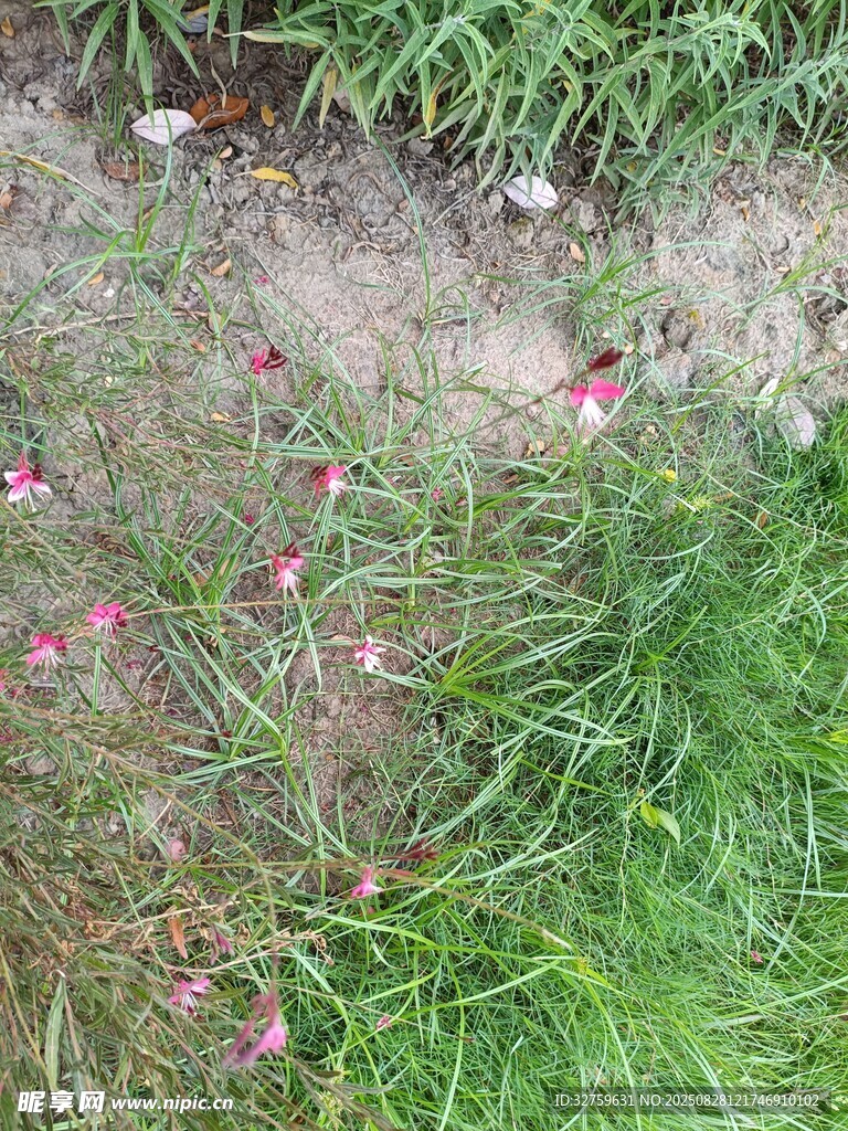 草地上散落的粉色花瓣