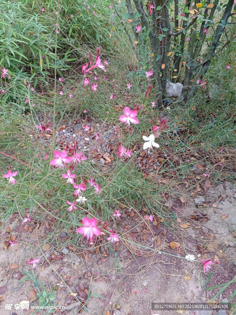 草丛中绽放的粉色星星花