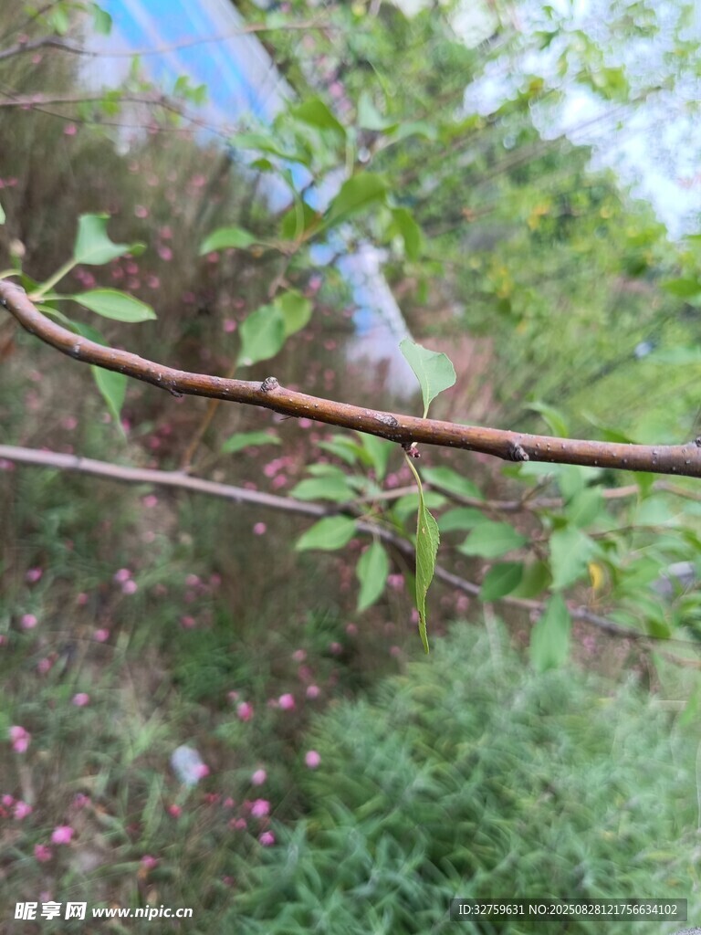 枝头绿植间