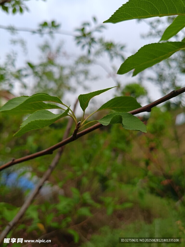 嫩绿枝叶展现自然生机