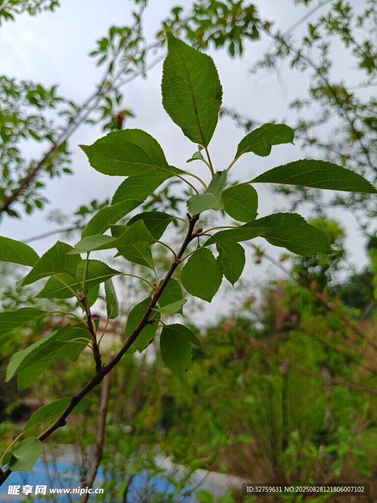 绿叶繁茂的植物枝头