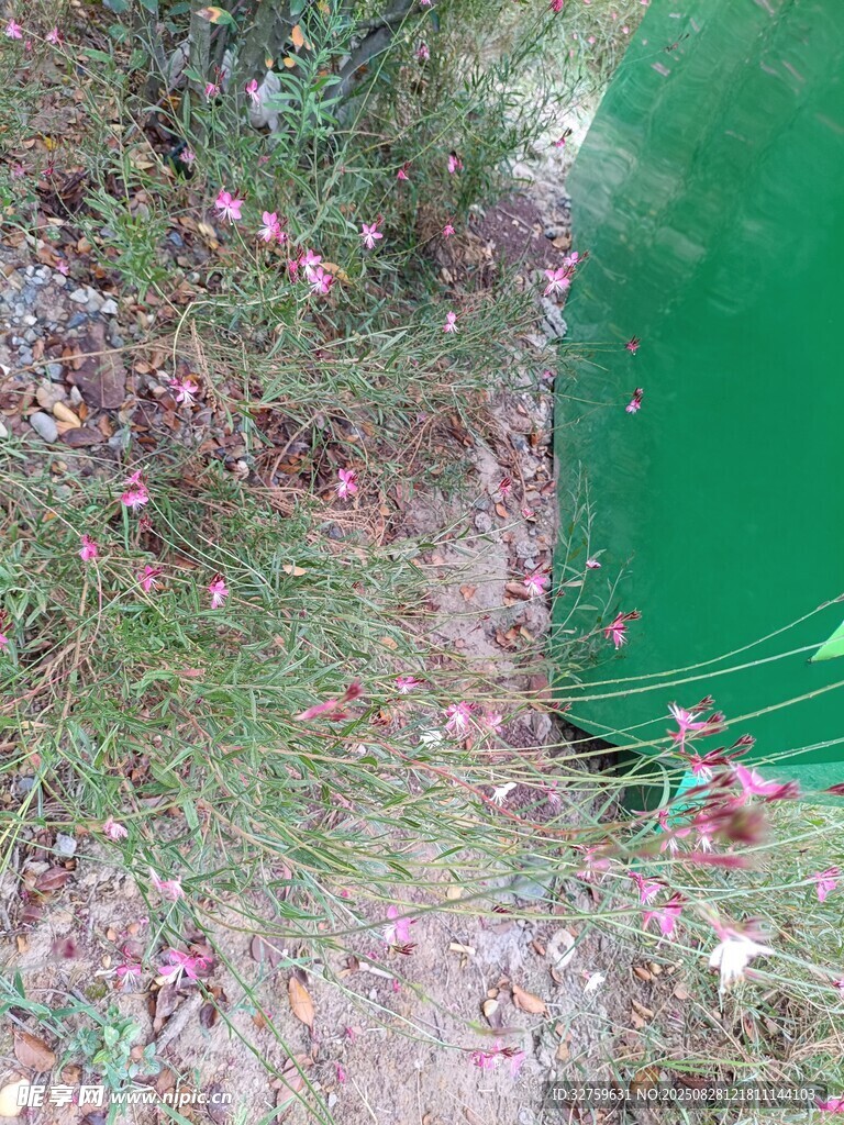 池塘边散落的粉色花瓣