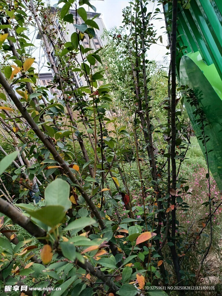 茂密丛林中的多样植物