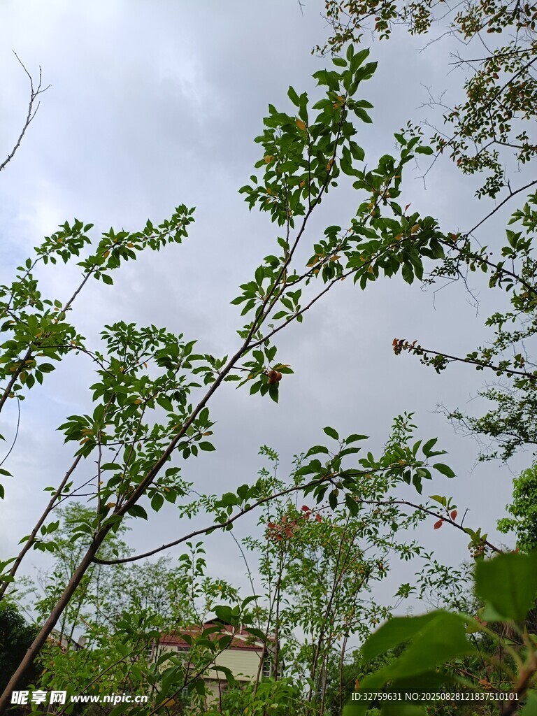 枝头嫩叶 