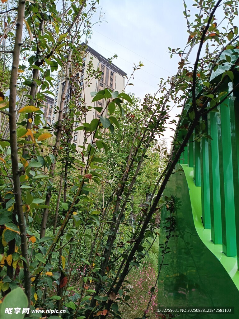 绿植环绕的户外景致