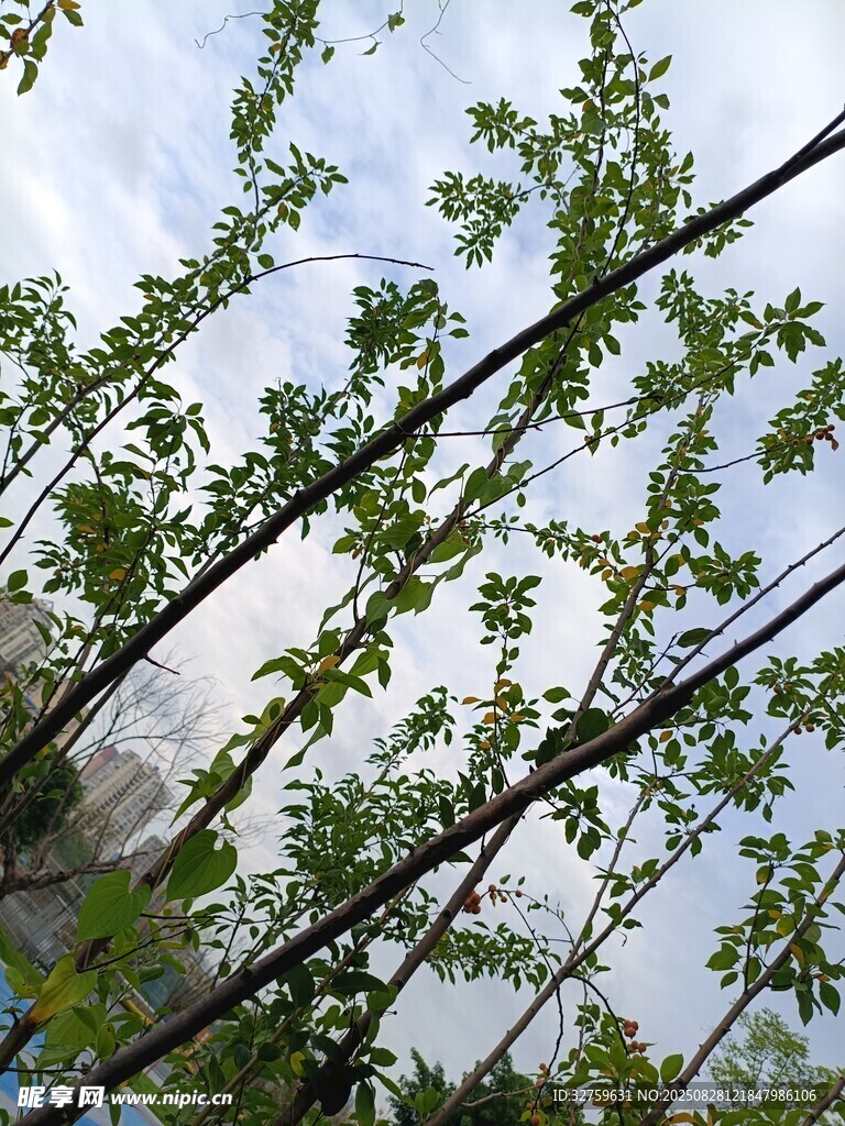 枝头新绿 