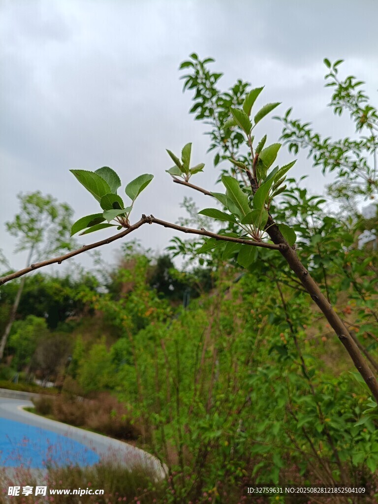 绿意盎然的自然景观