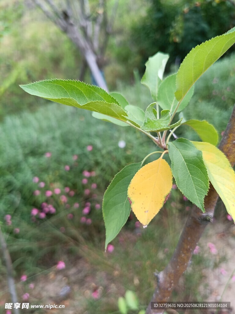 枝头黄绿相间的叶片