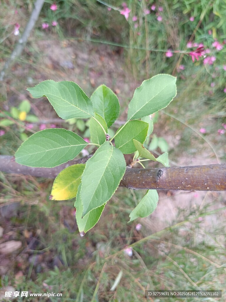 绿叶植物特写