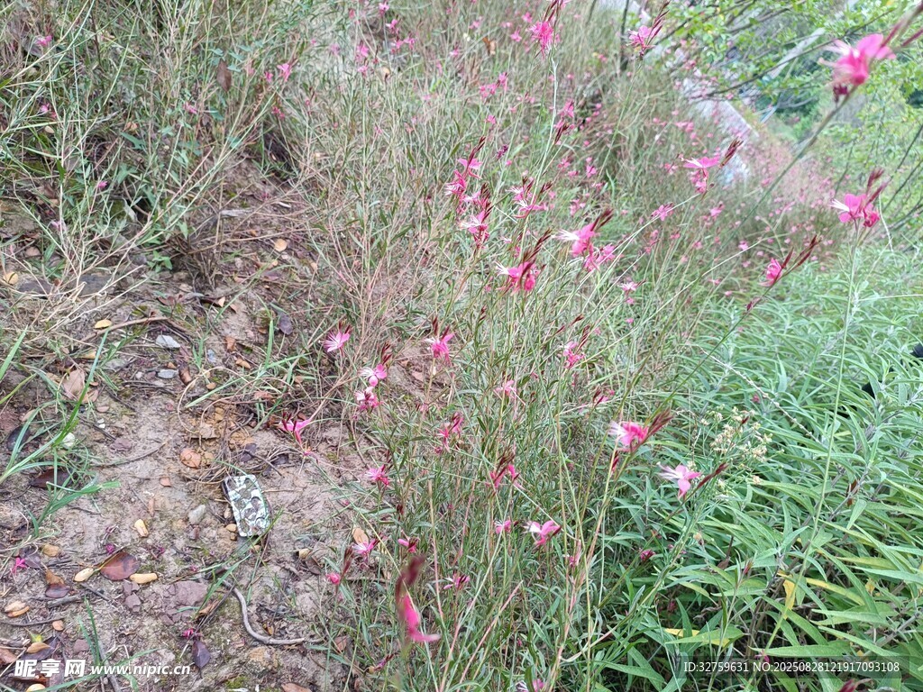 野外粉色小花与绿植景观