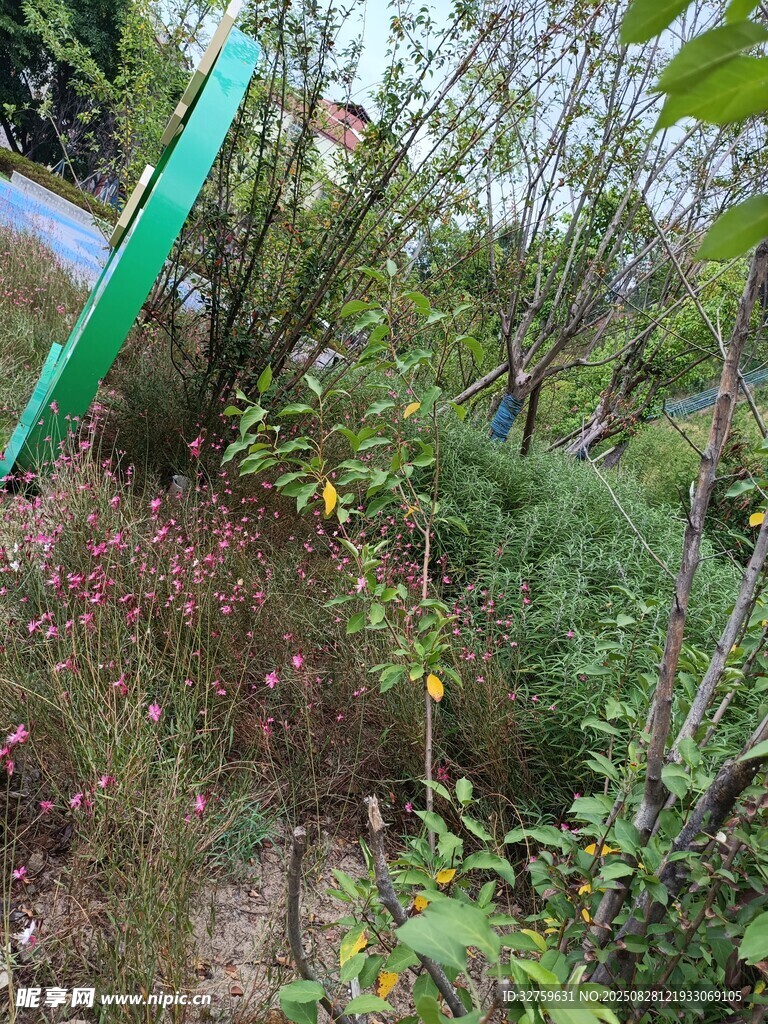 户外绿植景观
