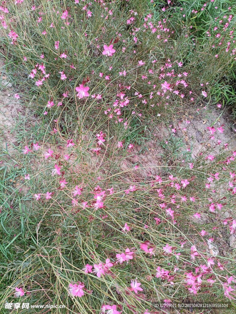 粉色小花盛开在草丛中