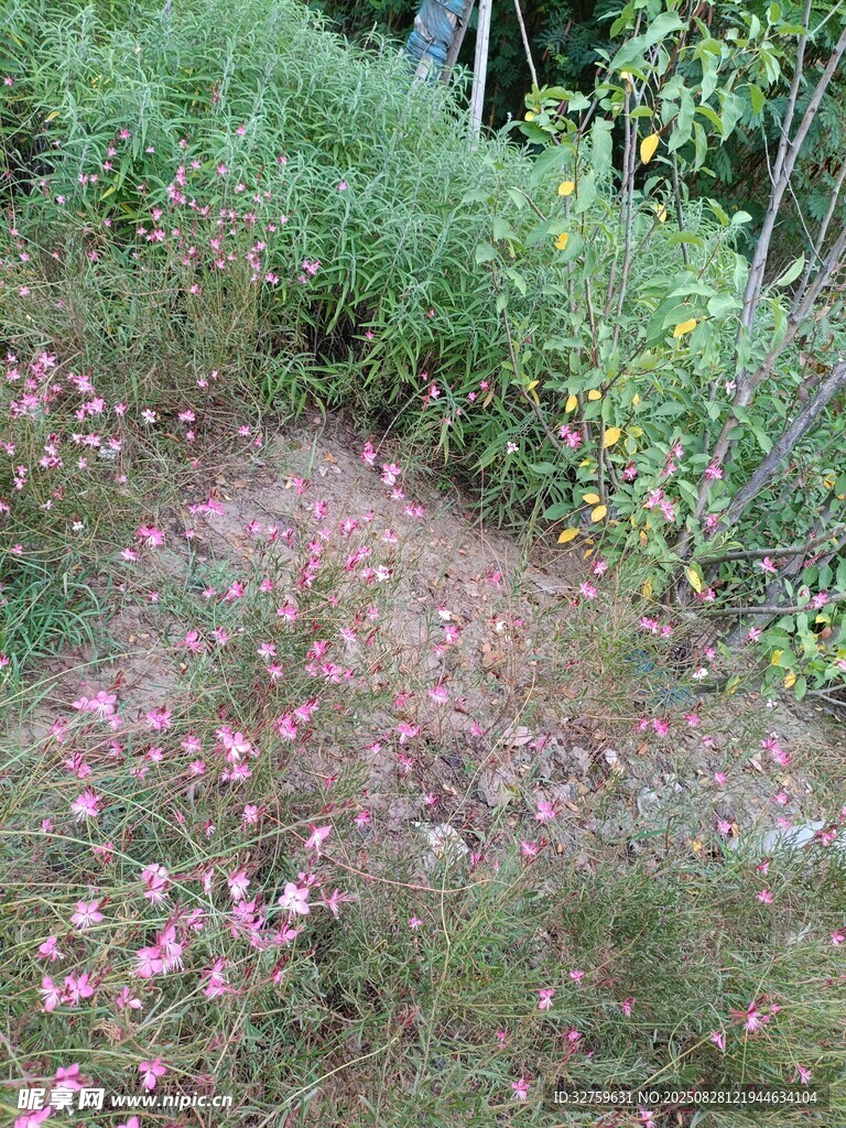 草丛中的粉色花朵景观