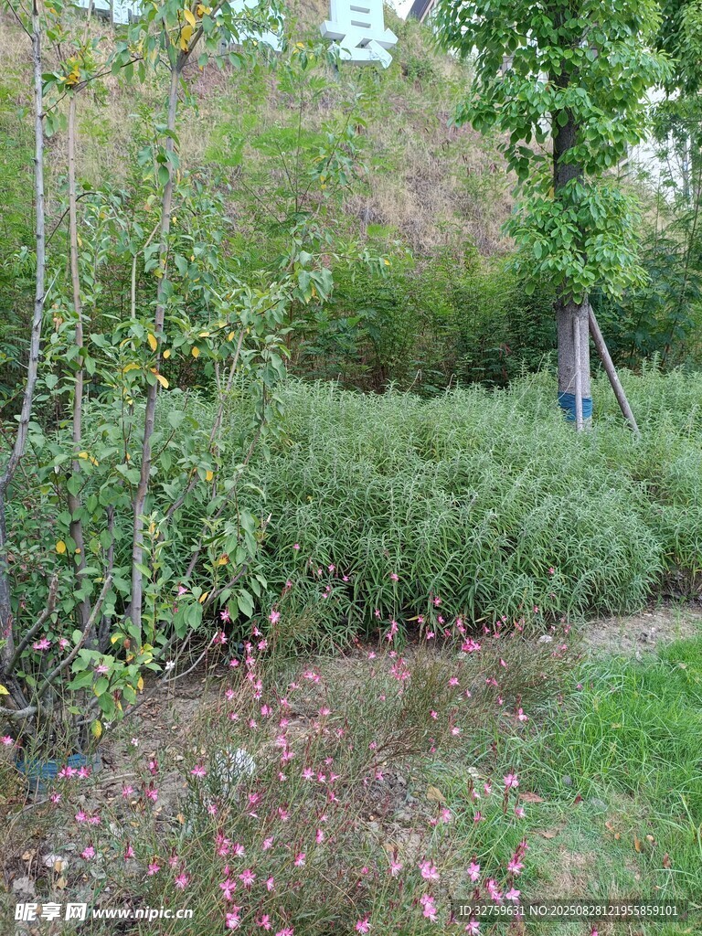 绿意盎然的户外植物景观