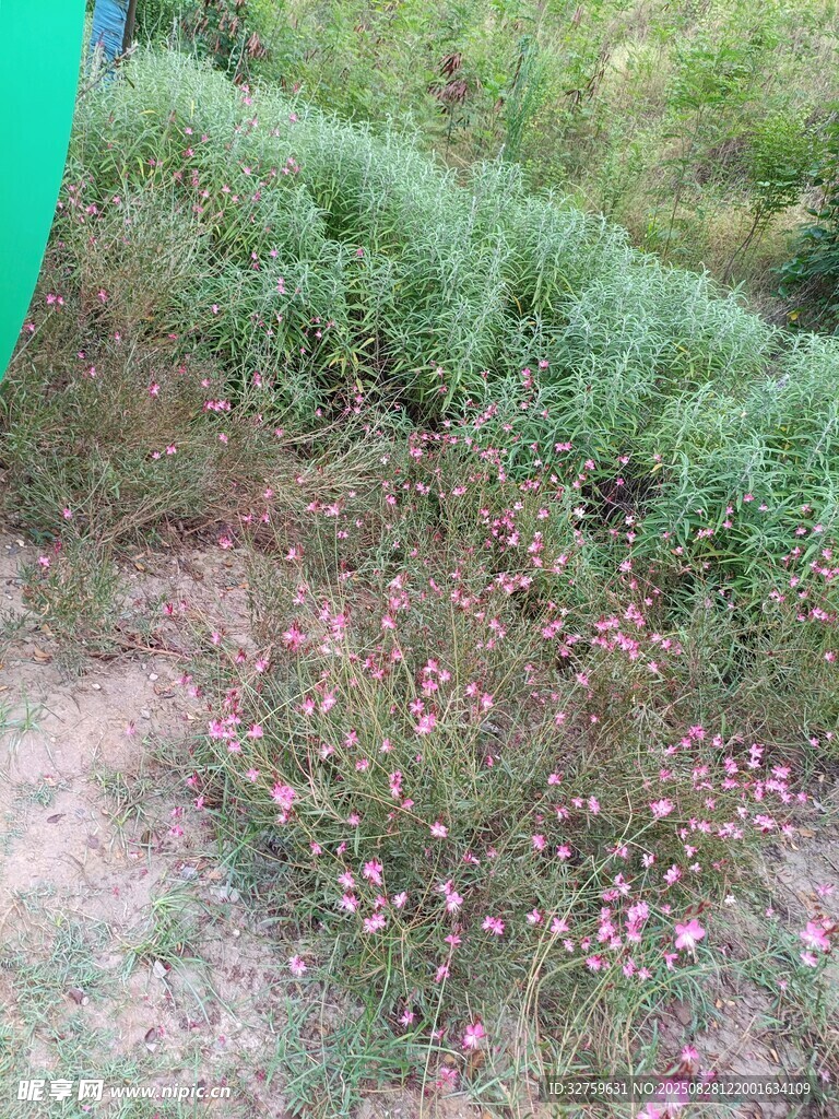 山坡上绽放的粉色小花