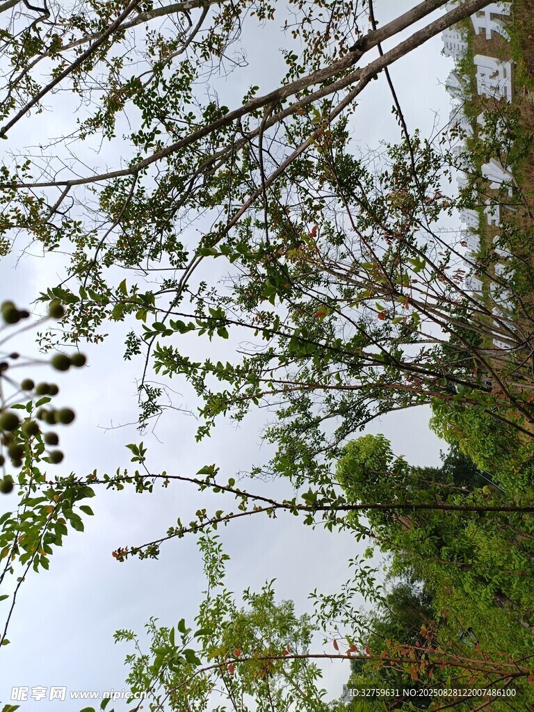 枝叶繁茂的自然景象