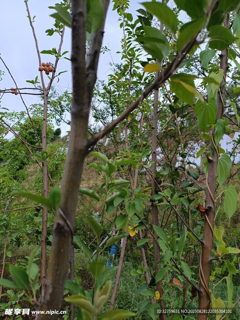 果园果树繁茂景象
