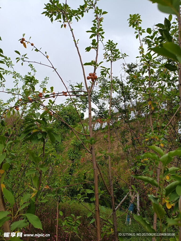 繁茂绿植中的自然景致